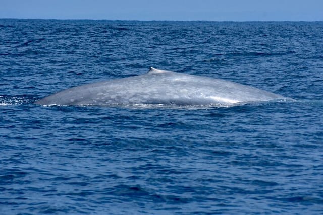 Blue Whale